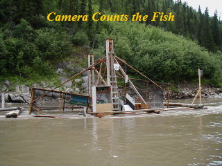 Rapids Wheel 2007r