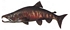 chum salmon t