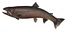 cutthroat trout t