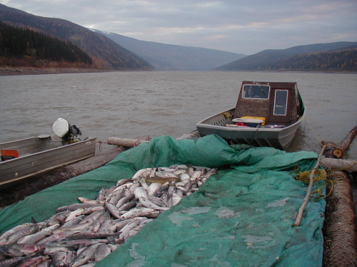 Crib fish to Tanana