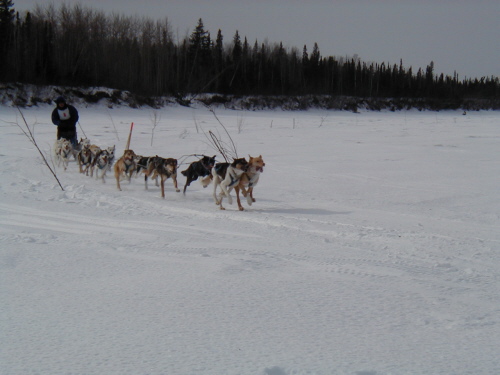 Dog race