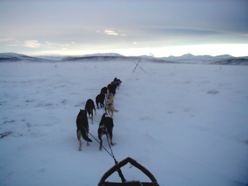 Dogs, wind, flats