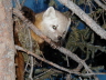 Marten in tree