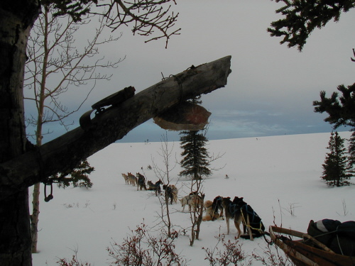 Marten trap and dogs