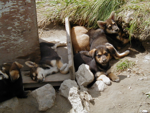 Pups on beach