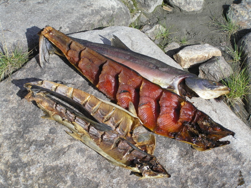 Summer and fall chum difference