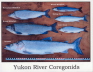 Yukon Whitefish
