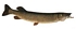 nothern pike t