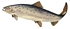 tiny Atlantic Salmon