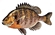 tiny Bluegill02