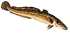 tiny Burbot