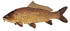 tiny Carp