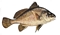 tiny Freshwater drum